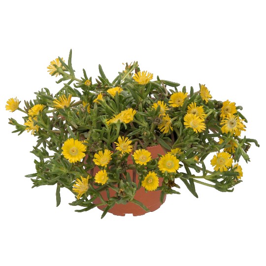 Wheels of Wonder® Golden Wonder