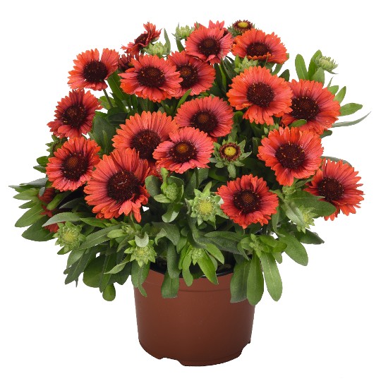 SpinTop® Red