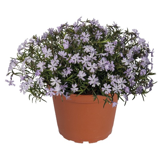 Spring® Lavender