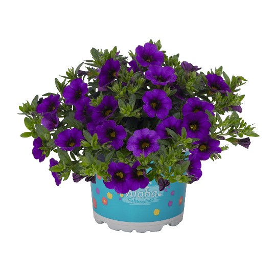 Aloha Nani Midnight Blue