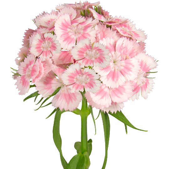 Barberatus Rose