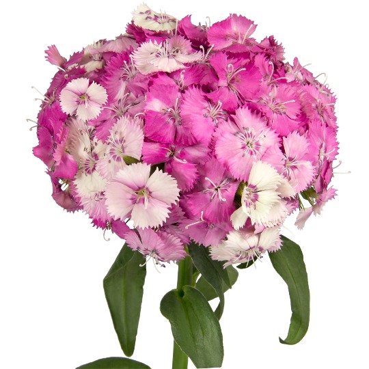 Barberatus Cerise