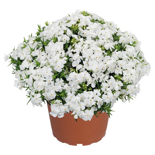 Spring� White