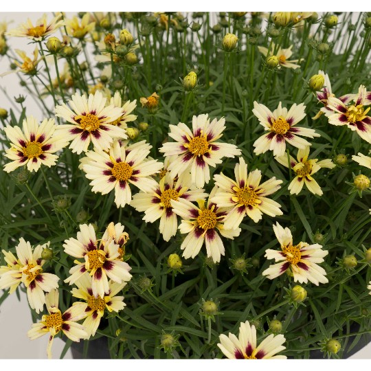 Little Bang™ Starlight