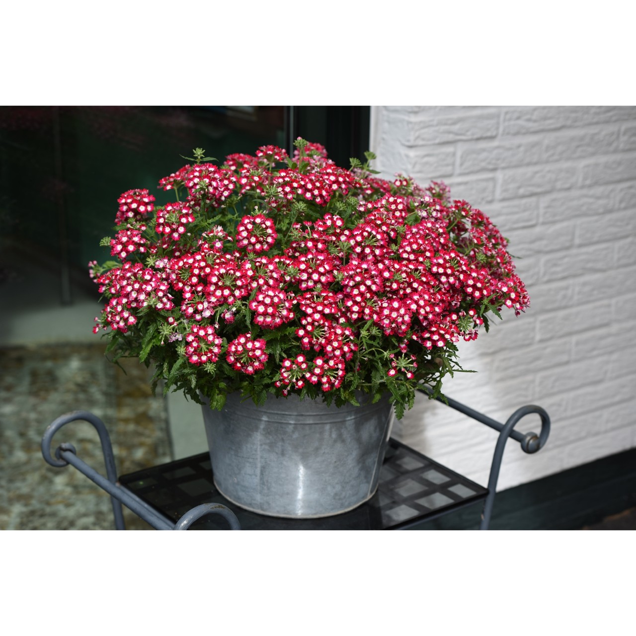 Empress® Flair Cherry Charme - Products - Dümmen Orange