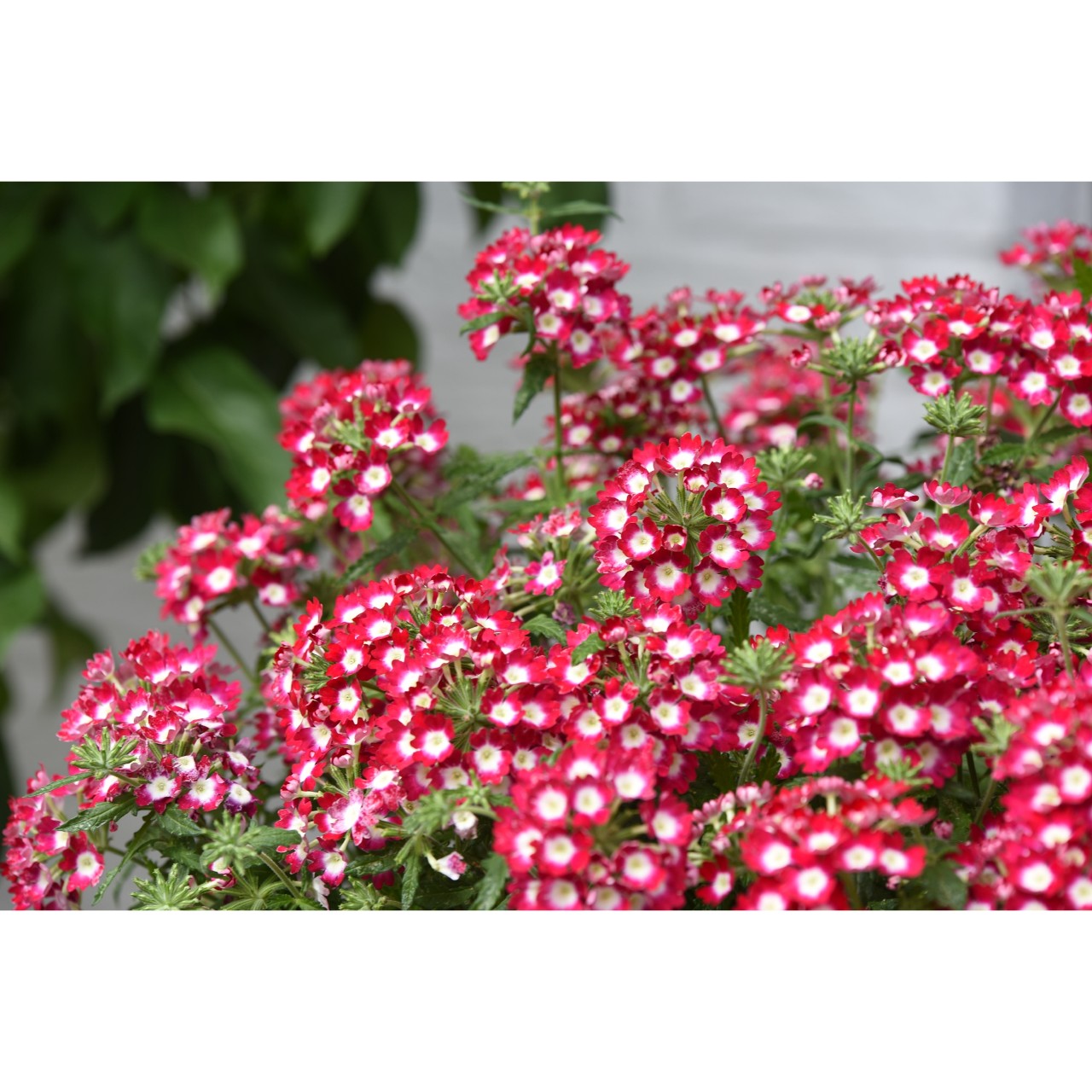 Empress® Flair Cherry Charme - Products - Dümmen Orange