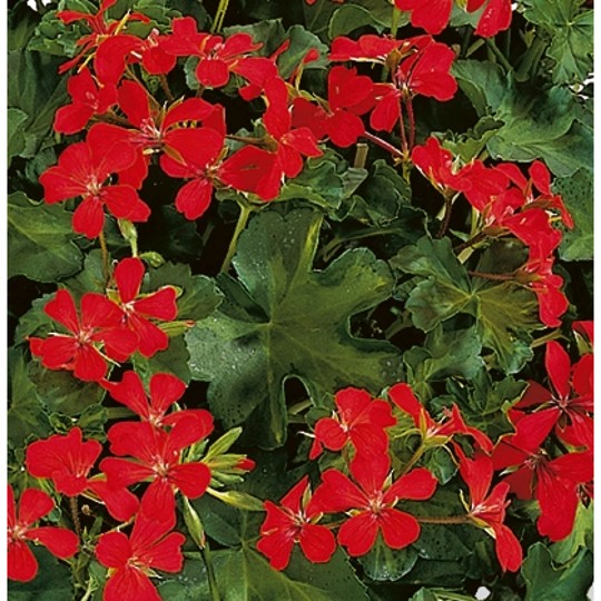 Classic Single Decora Red
