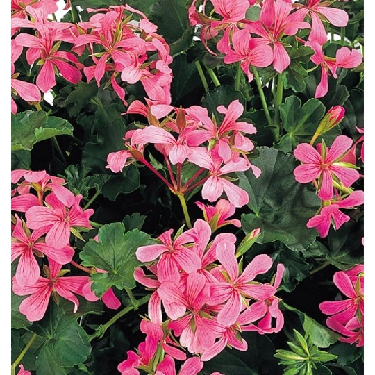 Classic Single Ville de Paris Pink