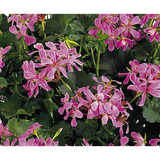 Classic Single Decora Lilac