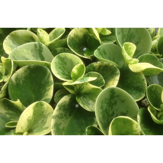 Peperomia obtusifolia Marble