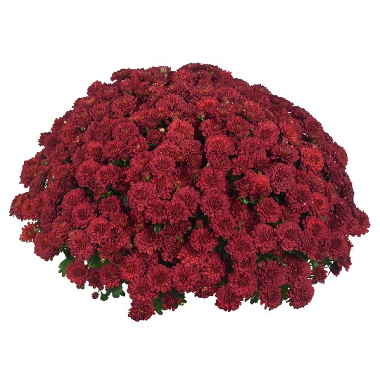 Cherry Red