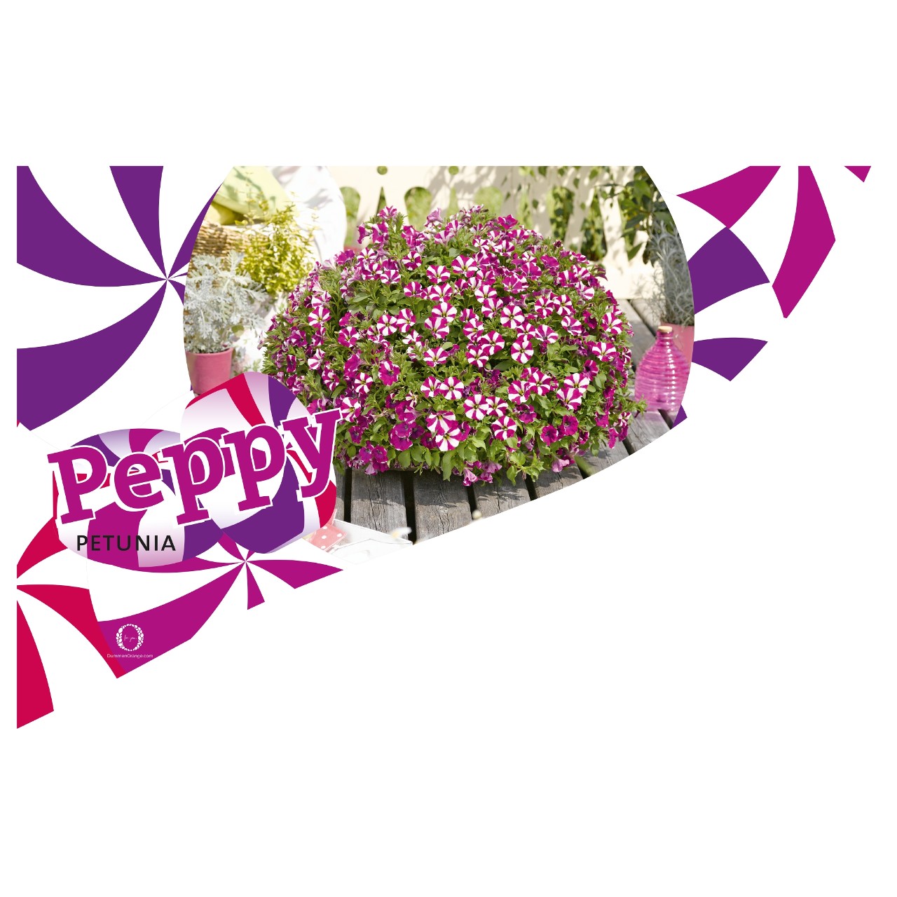 CC-Banner Peppy 50x35 cm