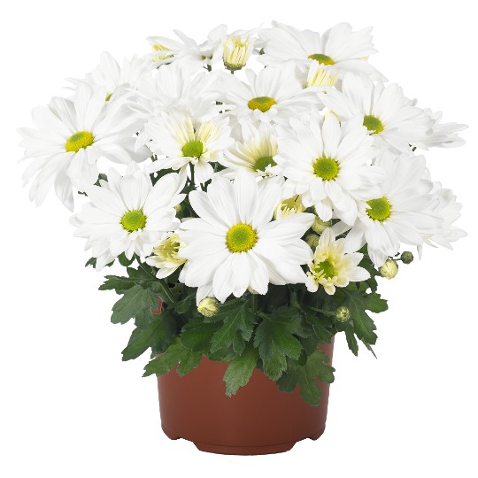 Breeze White