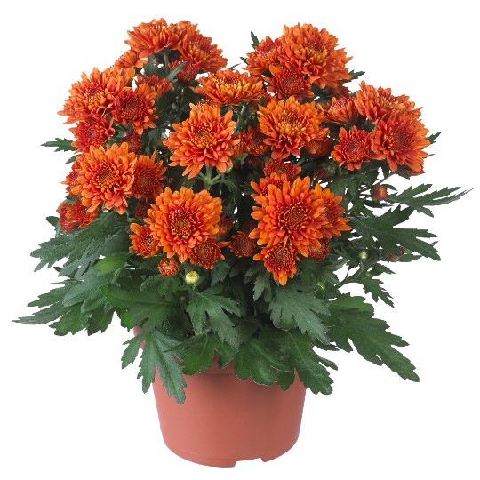 Chrystal Orange
